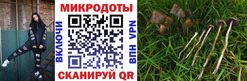 как найти наркотики  Камешково  Псилоцибиновые грибы Cubensis 
